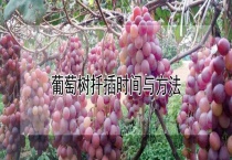 葡萄树扦插时间与多久？