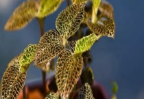 金线莲生长在什么地方 附金线莲的种植条件