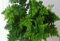 文竹叶子发黄怎么办？附发黄的原因？