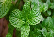 驱蚊草的播种时间 驱蚊草为什么不开花