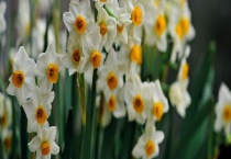 什么花不适合在室内养？水仙花中含有秋水仙碱 不要误食