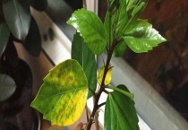 花叶子发黄是什么原因？