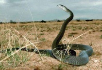 蛇为什么怕螳螂