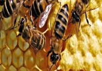 蜜蜂换王的简单方法 附换王最佳时间和注意事项