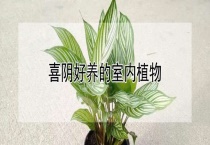 喜阴好养的室内植物