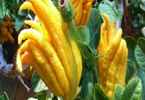 佛手结果需要几年 多结果的措施有哪些？