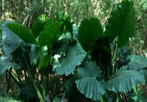 滴水观音有毒吗 滴水观音的特征和生长习性