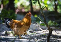 饲料鸡的危害