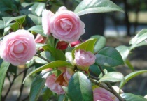 家里种茶花有什么讲究