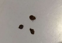 木蚤该怎么消灭