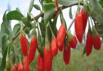 中宁枸杞何时成熟 附中宁枸杞的营养价值