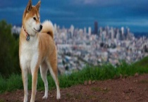 柴犬和秋田犬的区别？ 外形、四肢、毛色等均匀不同