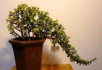 金枝玉叶盆栽怎么养