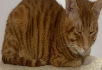 怎么应对猫咪不吃东西无精打采 是什么原因造成的