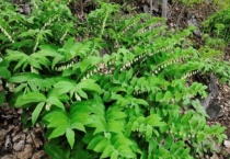 新鲜玉竹要削皮吗？