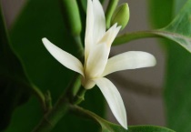 白兰花不开花是什么原因？