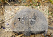 老鼠怕什么？