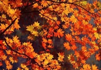 一片枫叶的寓意