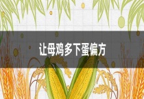 让母鸡多下蛋偏方