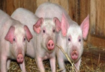 非洲猪瘟的来源在哪里 非洲猪瘟跨国传入的途径有哪些？