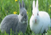 兔子有什么生活习性 对养殖环境的要求是什么？