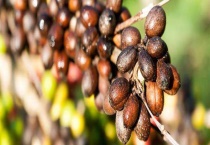 咖啡的故乡是哪里 附咖啡豆的产地分布