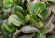 燕子掌能露养吗？