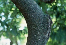 树干增粗的几种多久？