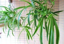 吊兰适合室内还是室外