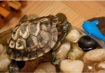 乌龟怎么养