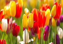 阿富汗的国花是郁金香吗 开花时间一般是什么时候