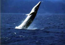 座头鲸体重多重