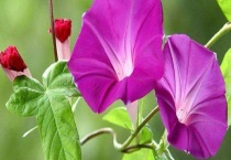 喇叭花什么时候播种？附栽培多久？