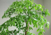 菜豆树叶子干枯怎么回事