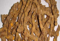 黄连的繁殖方法 附黄连的生长条件