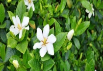 栀子花叶子蔫了怎么办？要什么生长条件