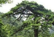 象征友谊的树有什么？