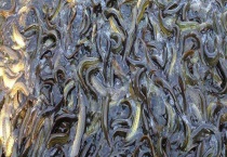 泥鳅的养殖效益 附亩产效益