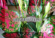 如意皇后有毒吗适合在家里养吗？