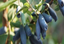 蓝靛果多少钱一斤 附市场前景和营养功效