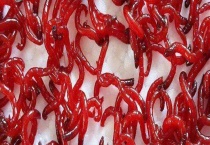 红虫有没有危害 作用有哪些？