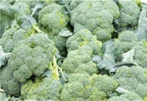 花椰菜烂根怎么办？