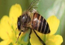 什么蜂箱养中蜂最好 中一式蜂箱可以放下多少巢框