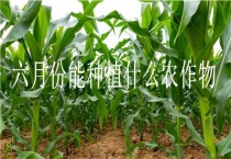六月份能种植什么农作物
