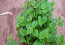 吸毒草开花吗？