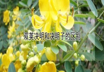 双荚决明和决明子的区别？