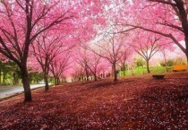 樱花和樱桃的关系