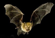 蝙蝠是卵生动物吗？