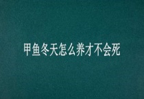 甲鱼冬天怎么养才不会死