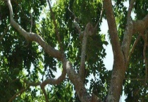 箭毒木产地在哪里 附毒箭木的产地环境